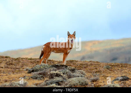 Le chacal, le loup éthiopien du Simien Simien, fox (Canis simensis), une espèce menacée endémique de prédateurs les plateaux d'Éthiopie., l'Éthiopie, le Parc National des Montagnes de balle Banque D'Images