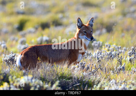 Le chacal, le loup éthiopien du Simien Simien, fox (Canis simensis), une espèce menacée endémique de prédateurs les plateaux d'Éthiopie., l'Éthiopie, le Parc National des Montagnes de balle Banque D'Images