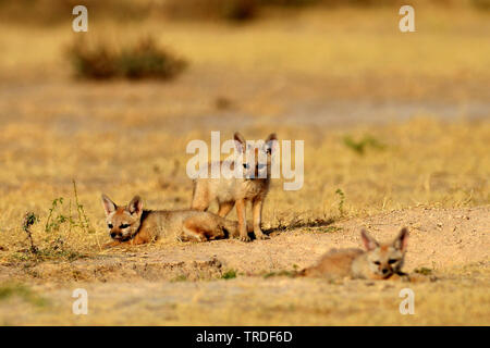 Bengal fox (Vulpes bengalensis), l'Inde, le Gujarat, Little Rann of Kutch Banque D'Images