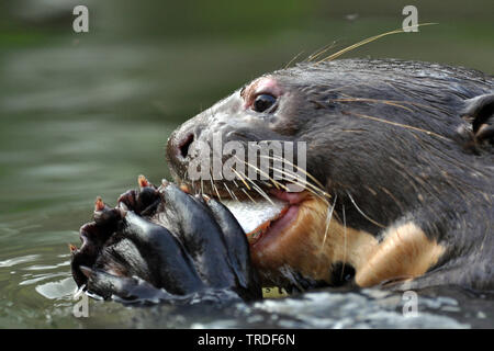 La loutre géante (Pteronura brasiliensis), se nourrir de poissons, Brésil Banque D'Images