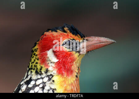 Le rouge-et-jaune barbet (Trachyphonus erythrocephalus), portrait, la Tanzanie, le Parc National du Lac Manyara Banque D'Images