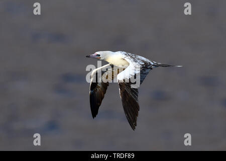 Fou à pieds rouges (Sula sula), au vol, Océan Atlantique Banque D'Images