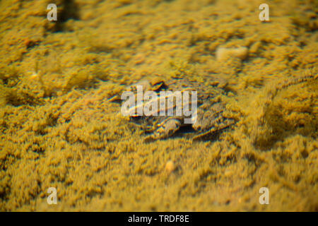 Grenouille comestible européen commun, edible frog (Rana kl. esculenta, Rana esculenta, Pelophylax esculentus), se cachant dans la boue sur le fond d'un étang, l'Allemagne, Bavière, Niederbayern, Basse-Bavière Banque D'Images