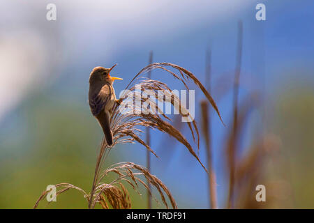 Marsh warbler (Acrocephalus palustris), perché sur le haut d'un chant et de quenouilles, Allemagne, Bavière, Oberbayern, Haute-Bavière Banque D'Images