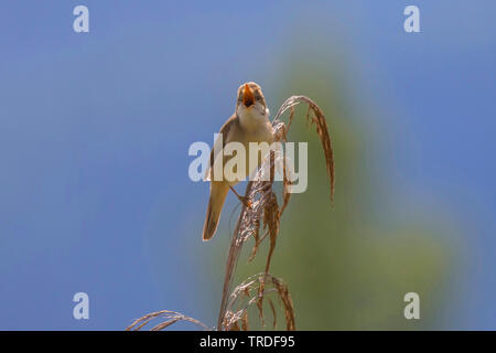 Marsh warbler (Acrocephalus palustris), perché sur le haut d'un chant et de quenouilles, Allemagne, Bavière, Oberbayern, Haute-Bavière Banque D'Images