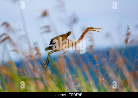 Héron pourpré (Ardea purpurea), battant contre Reed, Allemagne, Bavière, Niederbayern, Basse-Bavière Banque D'Images