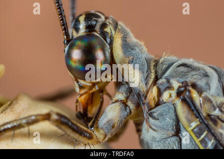 Antlion Euroleon nostras (européenne), portrait, Allemagne, Bavière, Niederbayern, Basse-Bavière Banque D'Images