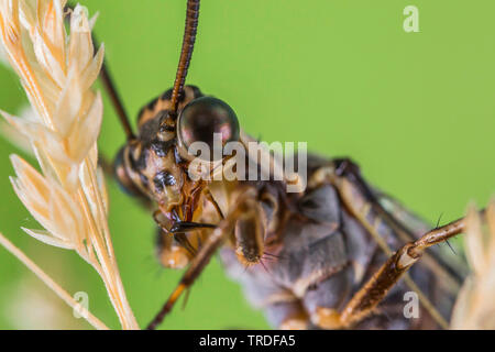 Antlion Euroleon nostras (européenne), portrait, ses pièces buccales, toilettage, Allemagne, Bavière, Niederbayern, Basse-Bavière Banque D'Images