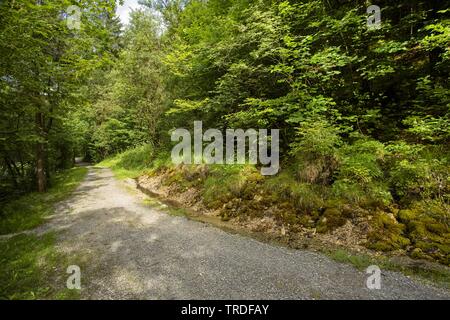 Chemin ensoleillé dans la forêt de montagne, l'Allemagne, Bavière, Oberbayern, Haute-Bavière Banque D'Images