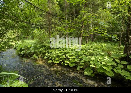 Creek à l'ombre des forêts de montagne, en Allemagne, en Bavière, Oberbayern, Haute-Bavière Banque D'Images