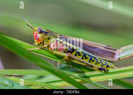 Grand Marais sauterelle (Mecostethus grossus, Stethophyma grossum), assis sur une tige, vue de côté, l'Autriche, le Tyrol Banque D'Images