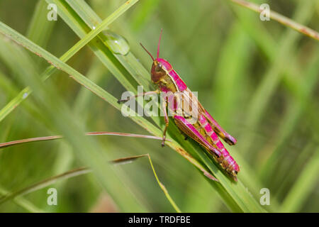 Grand Marais sauterelle (Mecostethus grossus, Stethophyma grossum), extrêmement colorée rose exemplar, Autriche, Tyrol Banque D'Images