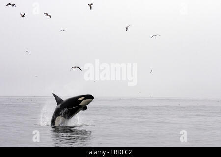 Orca, grand, de l'épaulard (Orcinus orca) grampus, sauter, États-Unis, Californie Banque D'Images