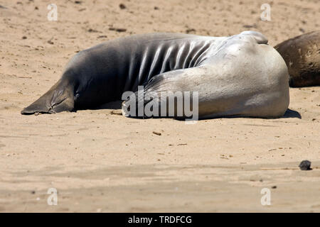 Éléphant de mer du Nord (Mirounga angustirostris), reposant sur beach, États-Unis Banque D'Images