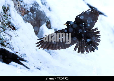 (Pyrrhocorax graculus alpine chough), l'atterrissage dans la neige, Suisse Banque D'Images