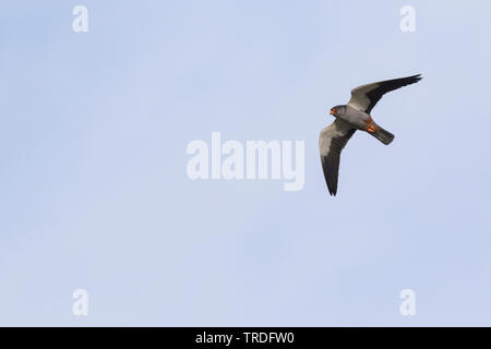 L'est à pieds krestel (Falco amurensis), homme volant, Russie Banque D'Images