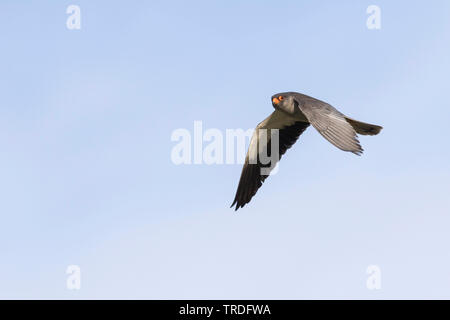 L'est à pieds krestel (Falco amurensis), homme volant, Russie Banque D'Images