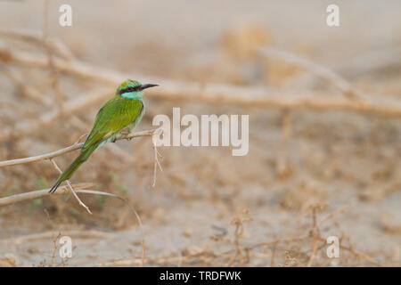 Guêpier vert d'arabie, Little Green Bee-eater Merops (muscatensis muscatensis, Merops cyanophrys), assis sur une branche, Oman Banque D'Images