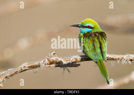 Guêpier vert d'arabie, Little Green Bee-eater Merops (muscatensis muscatensis, Merops cyanophrys), assis sur une branche, Oman Banque D'Images