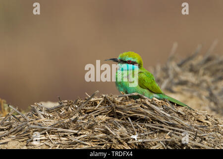 Guêpier vert d'arabie, Little Green Bee-eater Merops (muscatensis muscatensis, Merops cyanophrys), assis sur le sol, de l'Oman Banque D'Images