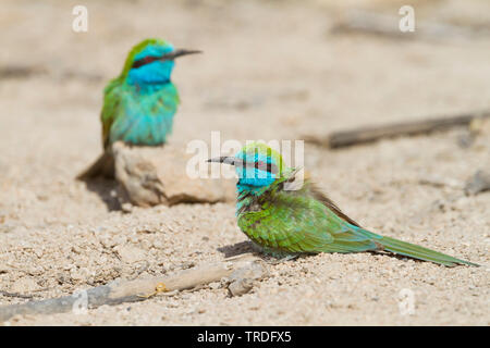 Guêpier vert d'arabie, Little Green Bee-eater Merops (muscatensis muscatensis, Merops cyanophrys), assis sur le sol, de l'Oman Banque D'Images