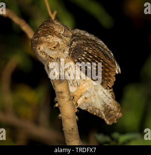 Arabian Scops-Owl Otus, pamelae pamelae (UTO), assis sur un hibou, Oman Banque D'Images