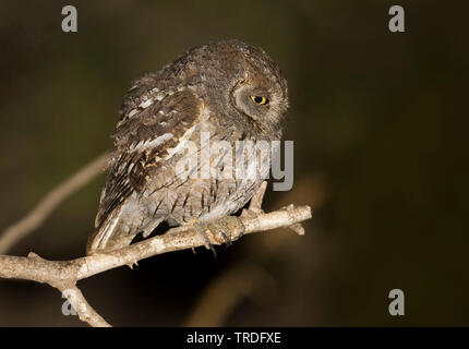 Arabian Scops-Owl Otus, pamelae pamelae (UTO), assis sur un hibou, Oman Banque D'Images