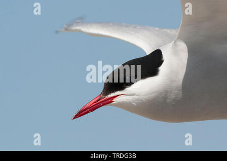 Sterne arctique (Sterna paradisaea), portrait en vol, Allemagne Banque D'Images