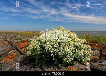 Mer-mer chou frisé, chou frisé, Seakale, Crambe Crambe maritima) (en fleurs, sur une digue, Pays-Bas, Frise Banque D'Images