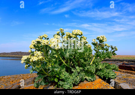 Mer-mer chou frisé, chou frisé, Seakale, Crambe Crambe maritima) (en fleurs, sur une digue, Pays-Bas, Frise Banque D'Images