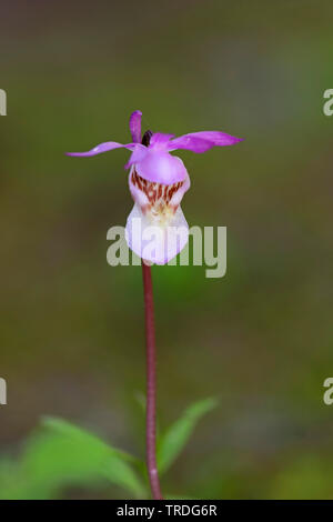 Calypso, le conte de fée, orchidée slipper slipper (Calypso bulbosa), fleur, Suède Banque D'Images