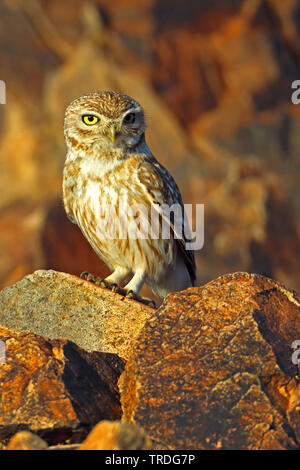 Chouette chevêche (Athene glaux, Athene noctua glaux), sur un rocher, le Maroc, Tagdilt Banque D'Images