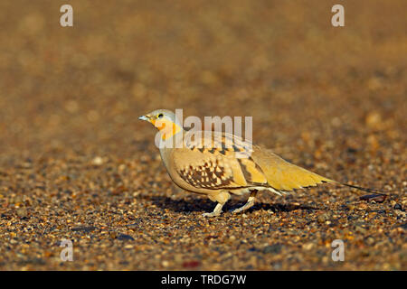 Ganga tacheté (Pterocles senegallus), homme percher sur le terrain, au Maroc, Merzouga Banque D'Images