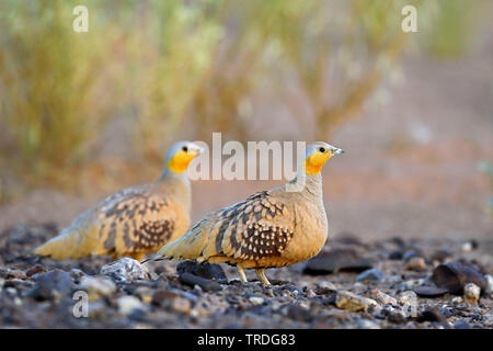 Ganga tacheté (Pterocles senegallus), deux hommes sur le sol rocheux, le Maroc, Merzouga Banque D'Images