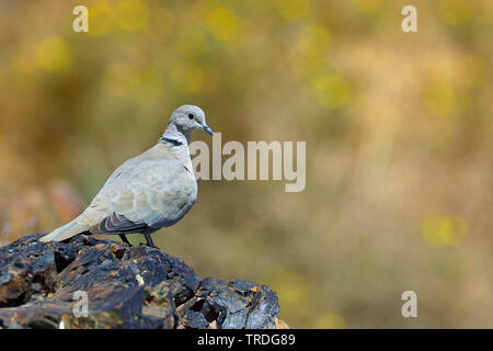 Tête (Streptopelia decaocto), perché sur un rocher, le Maroc, Boumalne Banque D'Images