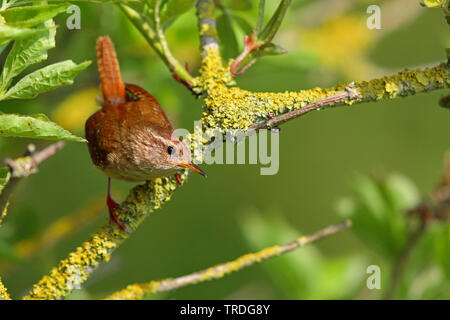 Troglodyte mignon (Troglodytes troglodytes), perché sur une branche lichened dans un buisson de sureau, Pays-Bas, Frise Banque D'Images