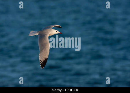 D'Audouin (Larus audouinii Ichthyaetus audouinii), en survolant la mer, Espagne, Îles Baléares, Majorque Banque D'Images