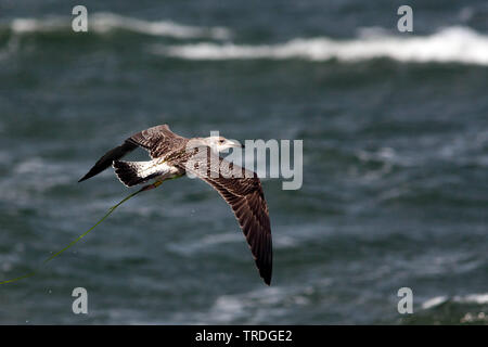 Moindre Goéland marin (Larus fuscus), voler au-dessus de la mer, de l'Allemagne Banque D'Images