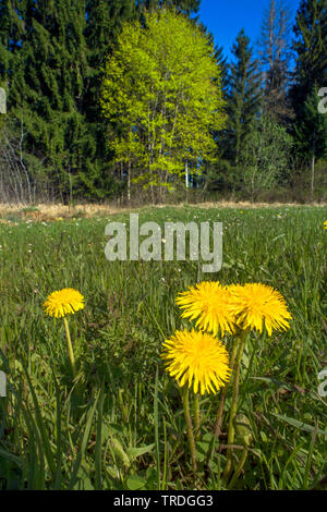 Le pissenlit officinal (Taraxacum officinale), qui fleurit sur un pré, l'érable de Norvège en fleurs à l'arrière-plan, l'Allemagne, Bavière, Oberbayern, Haute-Bavière Banque D'Images