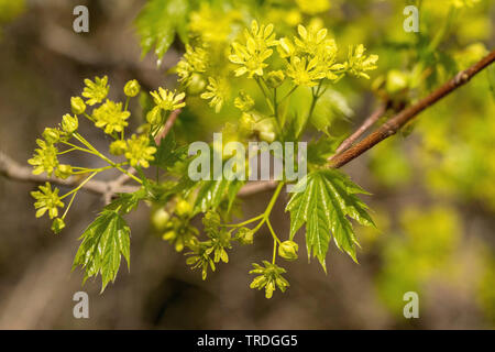 Érable de Norvège (Acer platanoides), Direction générale de la floraison, en Allemagne, en Bavière, Oberbayern, Haute-Bavière Banque D'Images