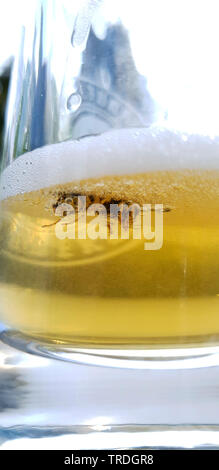 Wasp été noyé dans un verre de bière, Allemagne Banque D'Images