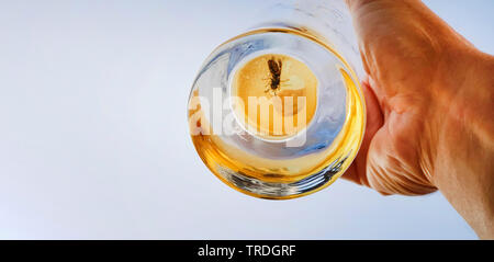 Wasp été noyé dans un verre de bière, Allemagne Banque D'Images