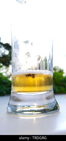 Wasp été noyé dans un verre de bière, Allemagne Banque D'Images