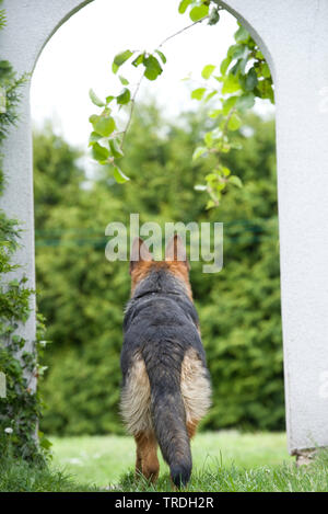 Berger Allemand (Canis lupus f. familiaris), debout dans l'embrasure d'arch, Allemagne Banque D'Images