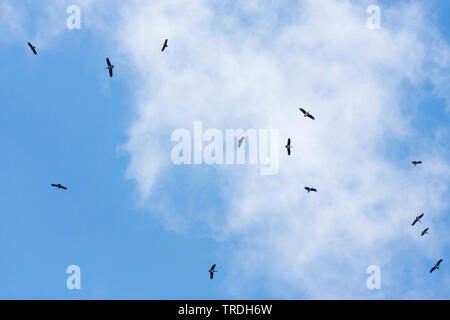 La cigogne noire (Ciconia nigra), la migration avec l'Eagles, Turquie Banque D'Images