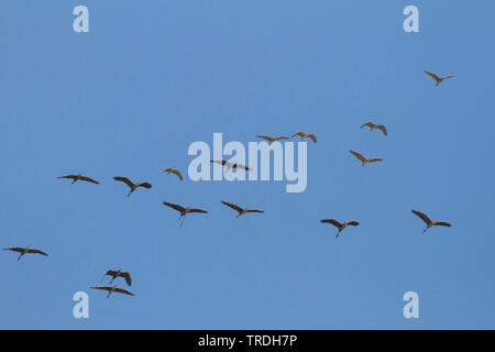 Bihoreau gris (Nycticorax nycticorax), le bihoreau à couronne noire avec hérons pourprés migrer au-dessus de Chypre, Chypre. Banque D'Images