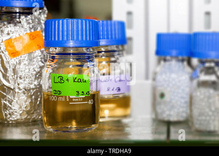 Close up portrait of laboratoire de recherche rempli avec verrerie de laboratoire avec blue caps Banque D'Images
