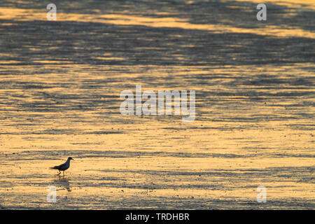 Mouette rieuse (Larus ridibundus, Chroicocephalus ridibundus), des profils dans la mer des wadden au coucher du soleil, Allemagne Banque D'Images