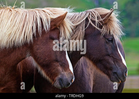 Islandic Horse, cheval islandais, Islande pony (Equus przewalskii f. caballus), deux chevaux Islandic Standing together, portrait, Islande Banque D'Images