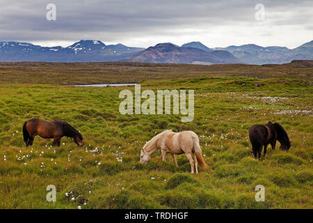 Islandic Horse, cheval islandais, Islande pony (Equus przewalskii f. caballus), trois chevaux au pâturage dans la toundra, l'Islande, Snaefellsnes, Stykkisholmur Banque D'Images